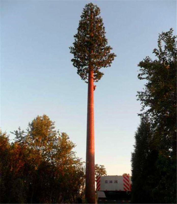 40米造景松树