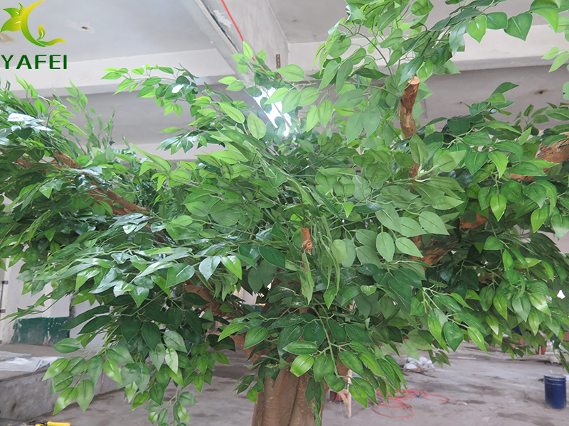 榕树叶.jpg