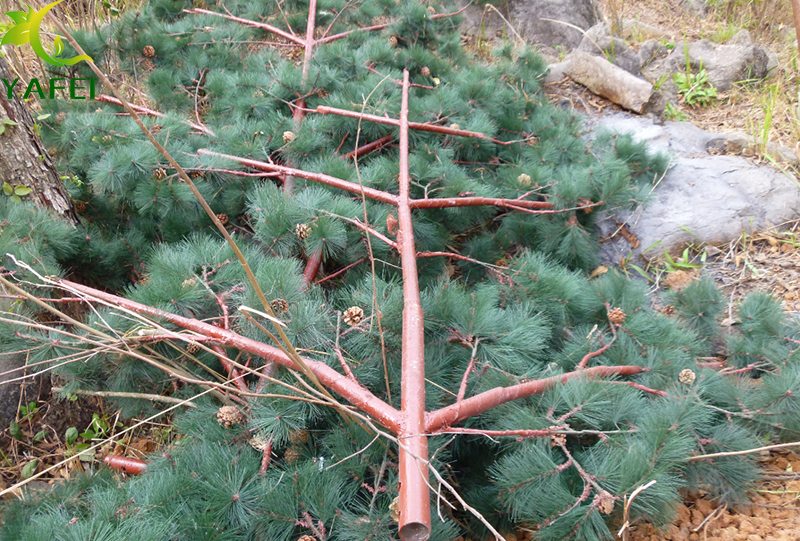 实用美观的仿真松树塔