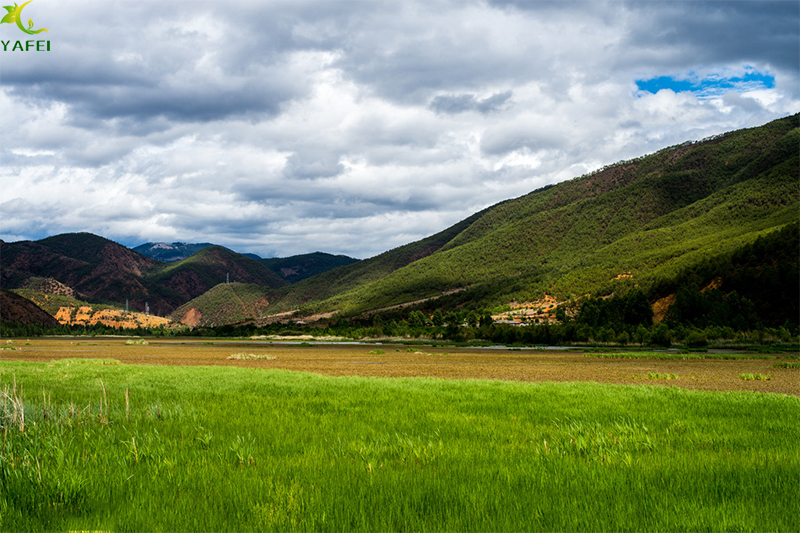 足球场上仿真草垫的那些事儿