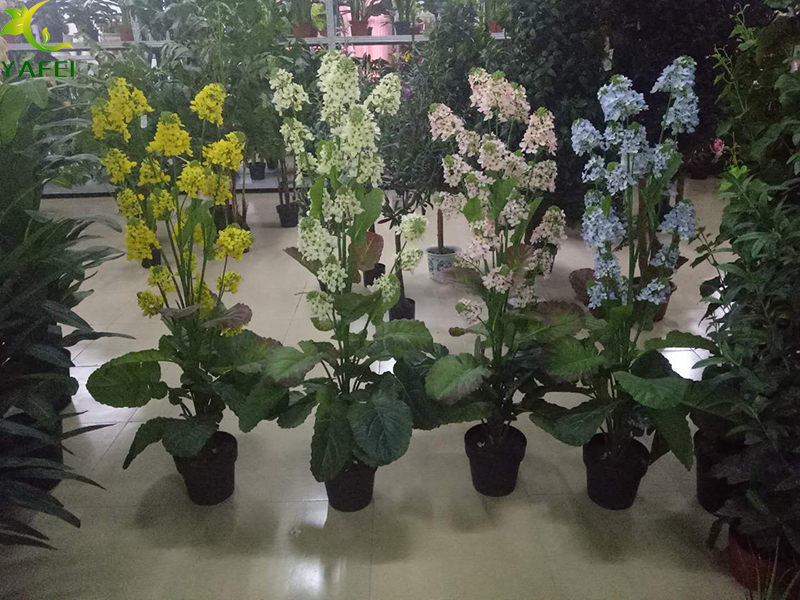 不能吃的油菜花